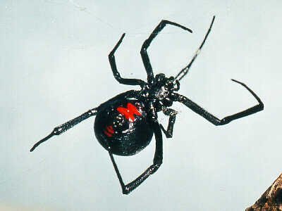 black widows found in a bag of grapes