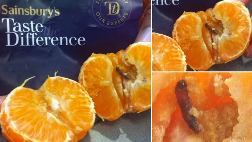 maggots and larvae in mandarin orange