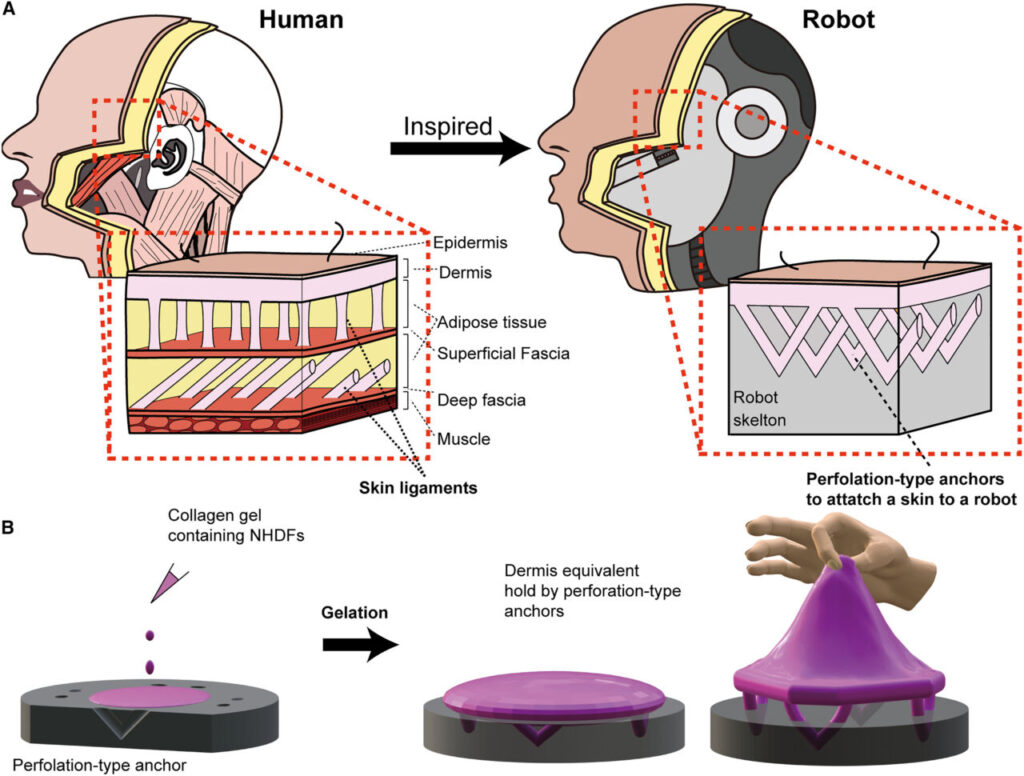 Conceptual illustration of the tissue-fixation method using perforation-type anchor.