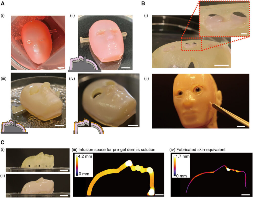 Demonstration of the perforation-type anchors to cover the facial device with skin equivalent.